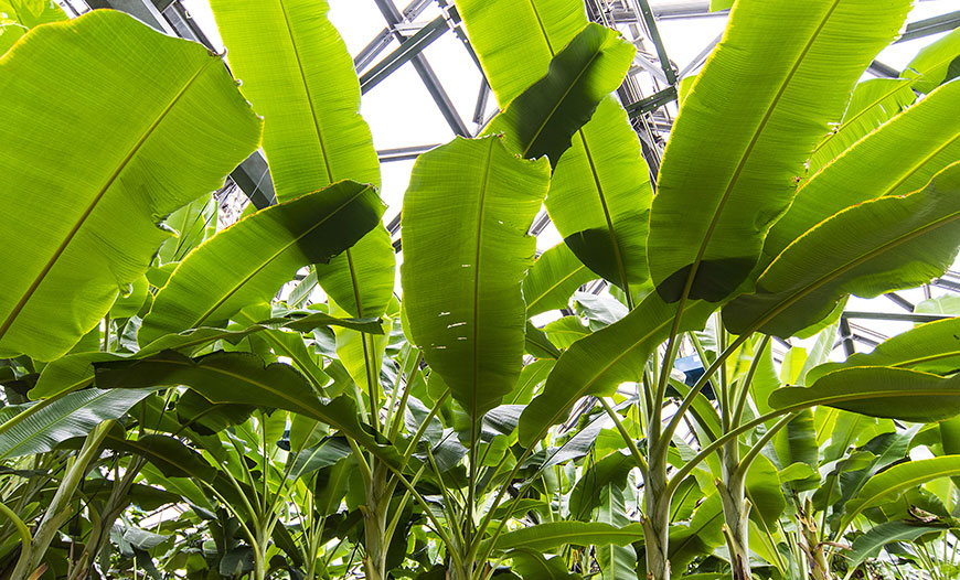 Banana Production Greenhouses