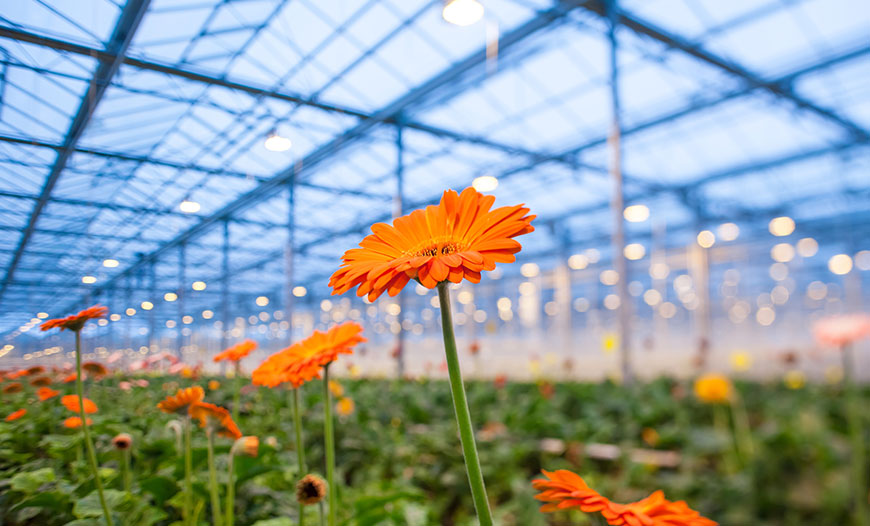 Ornamental Plant Production Greenhouses